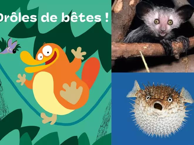 Drôles de bêtes débarquent à Tours : prépare ton selfie !